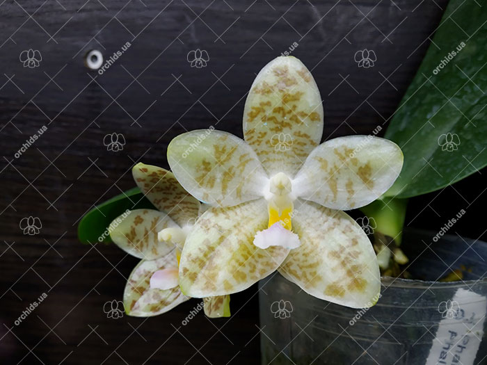 Phalaenopsis gigantea x Yungho Gelblitz.jpg
