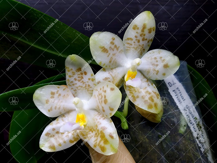 Phalaenopsis gigantea x Yungho Gelblitz.jpg