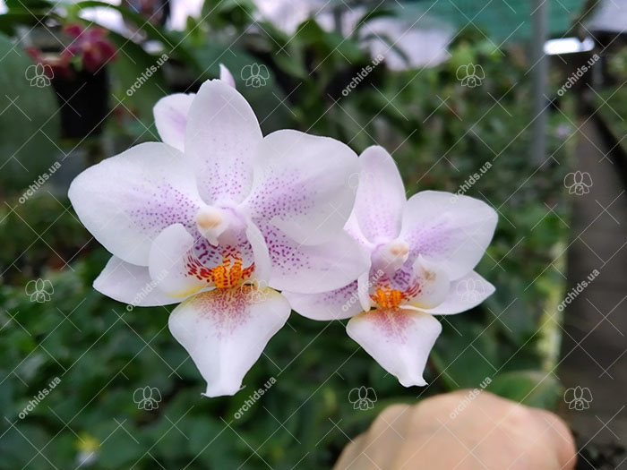 Phalaenopsis Lyndon Bright Sun.jpg