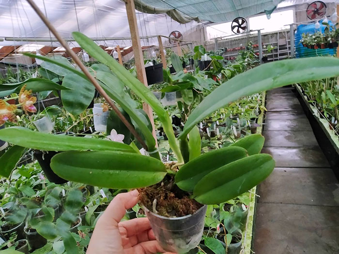 Cattleya maxima semi alba 'AWZ' x SELF.jpg