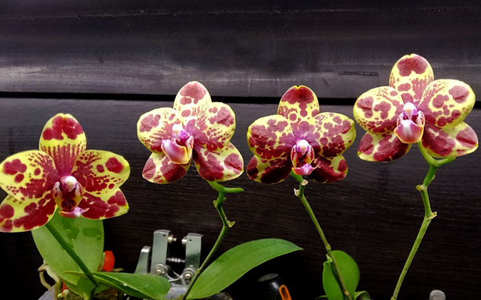 Phalaenopsis GW Green World (S-509).jpg