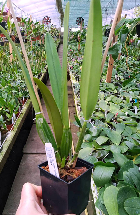 Cattleya percivaliana semi-alba 'Farah Diba'.jpg