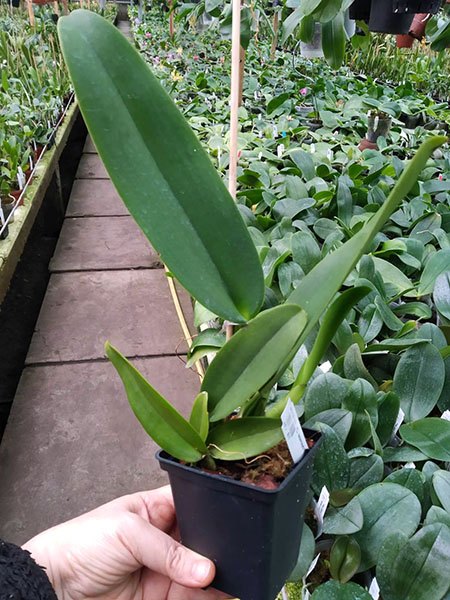 Cattleya warneri flamea x trilabelo.jpg