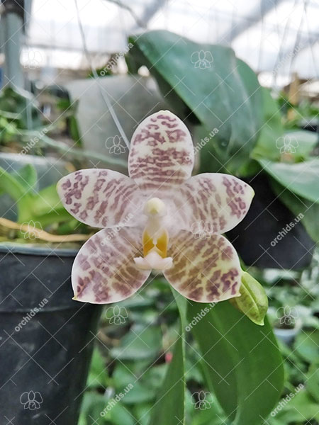 Phalaenopsis Mituo Golden Tiger 'Golden Ring' x gigantea alba 'Ta Wei'.jpg