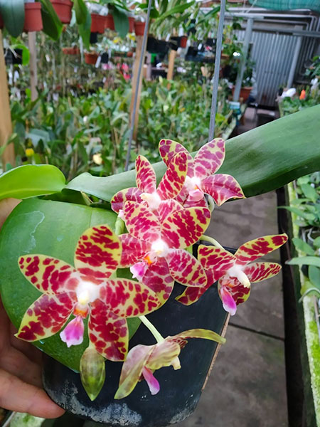 Phalaenopsis Giant Passion x Zheng Min 'Hazel'.jpg