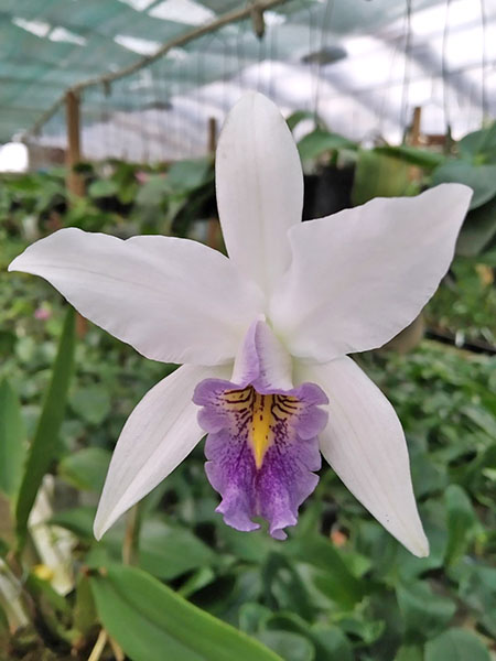 Laelia anceps var veitchiana.jpg