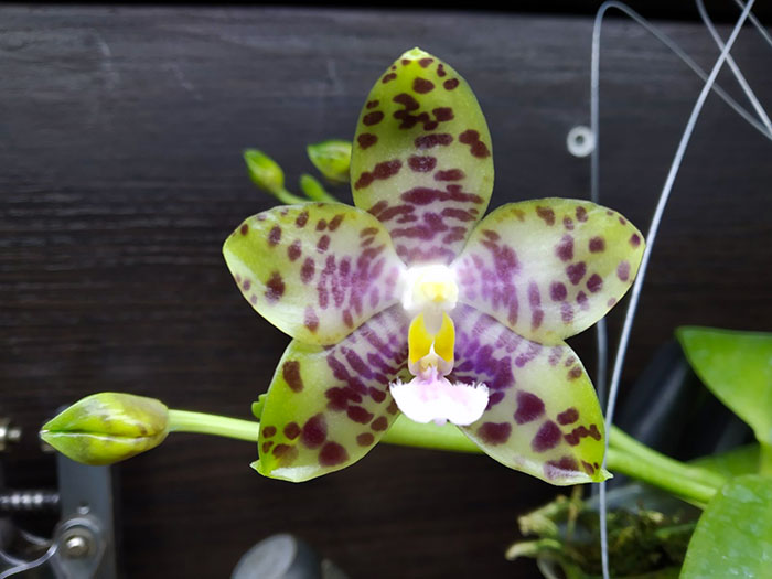 Phalaenopsis gigantea x Chienlung Moonlight.jpg
