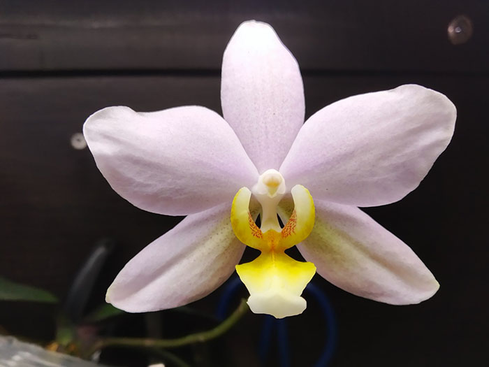 Phalaenopsis Joy Spring Venus x Philishill.jpg
