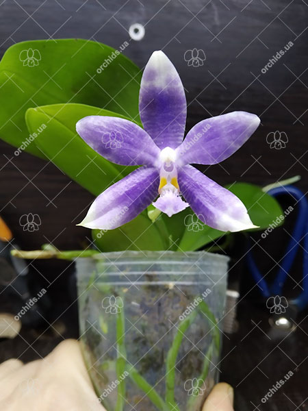 Phalaenopsis (YangYang Blue Liuli x lueddemanniana coerulea).jpg