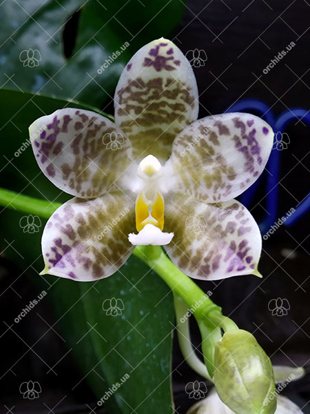 Phalaenopsis gigantea alba 'Ta Wei' x Mituo Golden Tiger 'White Tiger'.jpg