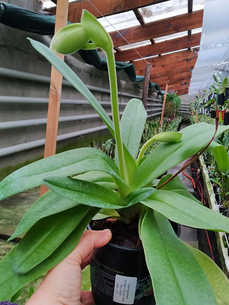 Paphiopedilum White Knight x Ice Age.jpg