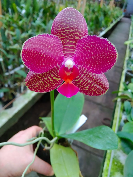 Phalaenopsis Miro Jo Gi 'Mituo #1' x Mituo Sun 'Mituo #1'.jpg