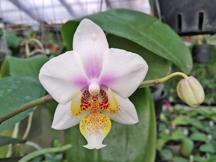 Phalaenopsis Joy Philippine Princess.jpg