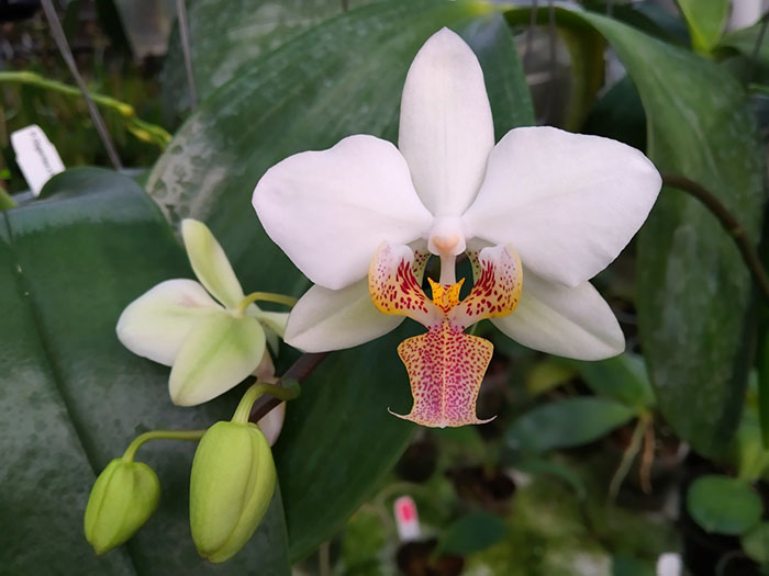 Phalaenopsis Joy Philippine Princess.jpg