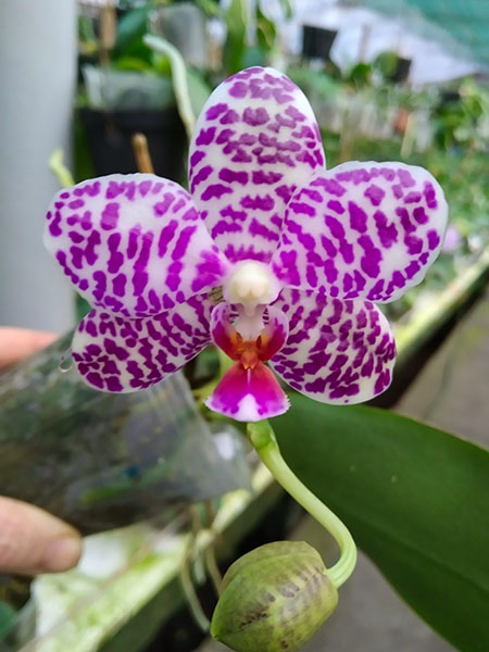 Phalaenopsis (Hsinying Fanjo x Mituo Sun) Eddy.jpg