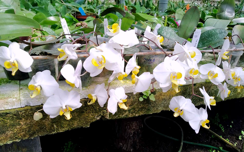 Phalaenopsis Kung's Amar Phillip.jpg