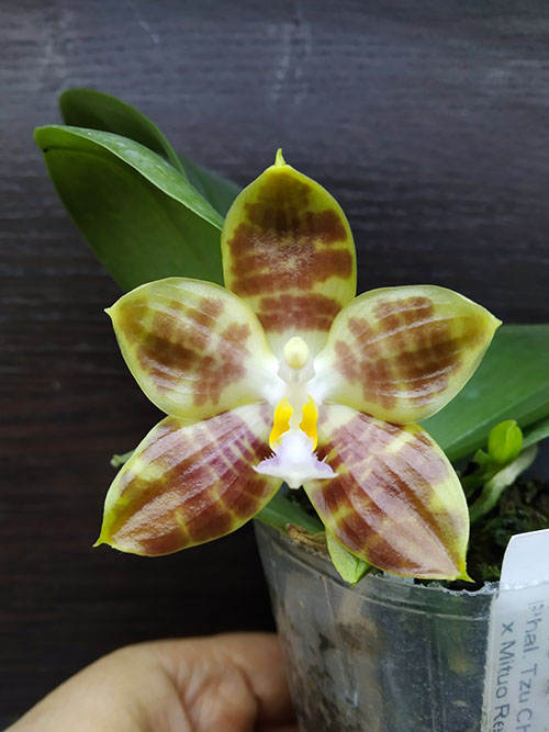 Phalaenopsis Tzu Chiang Tetralitz x Mituo Reflex Dragon.jpg