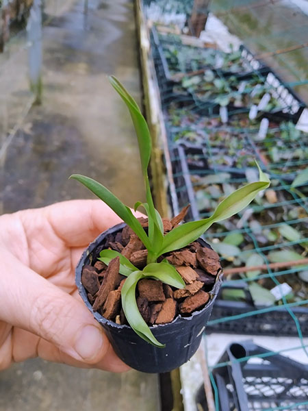 Cattleya maxima 'Ecuador' x Dominiana.jpg