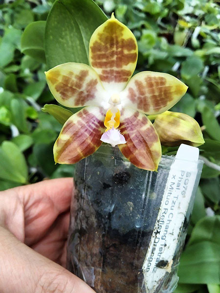 Phalaenopsis Tzu Chiang Tetralitz x Mituo Reflex Dragon.jpg