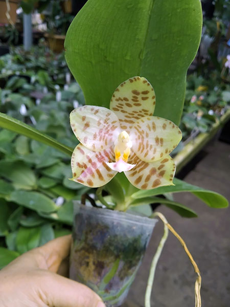 Phalaenopsis gigantea x Chienlung Moonlight.jpg