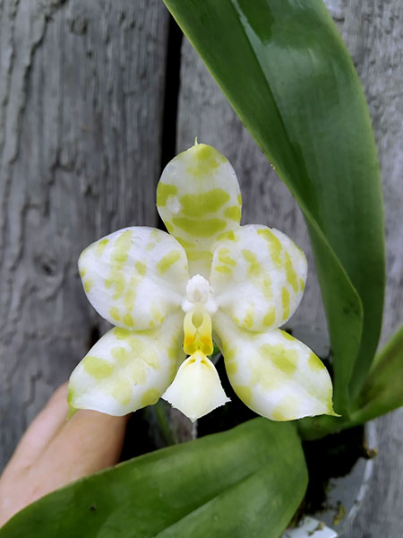 Phalaenopsis Mel's Lovely Giant x Mituo Golden Tiger 'Green Tiger'.jpg