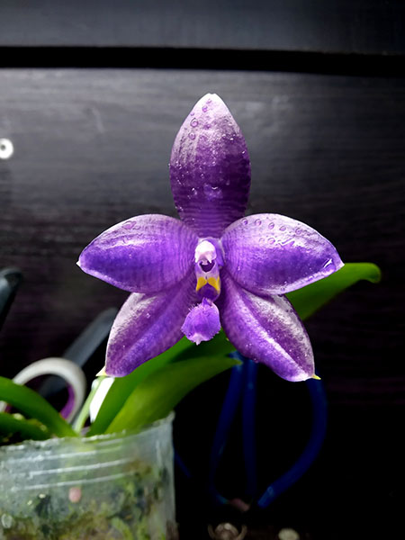 Phalaenopsis (YangYang Blueberry x lueddemannian fma coerulea).jpg