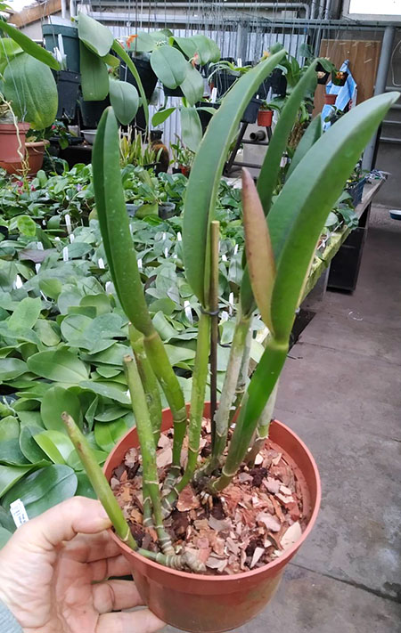 Potinara Luna Jaune 'Celebration' x Brassavola digbyana.jpg