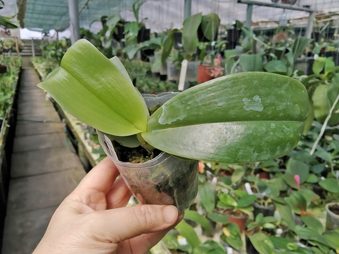 Phalaenopsis gigantea x Chang Maw Jade 'Nan'.jpg