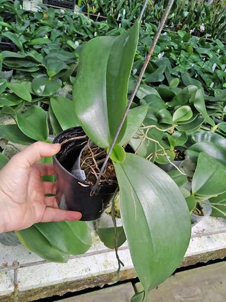 Phalaenopsis Giant Passion x Zheng Min 'Hazel'.jpg