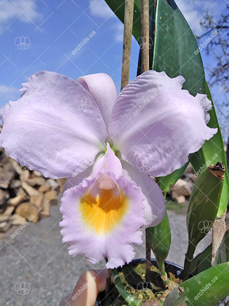 Cattleya schroederae.jpg