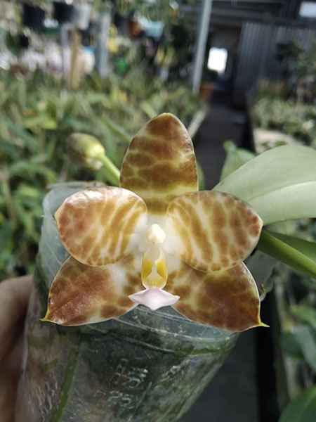 Phalaenopsis Mel's Lovely Giant x Mituo Golden Tiger 'Green Tiger'.jpg