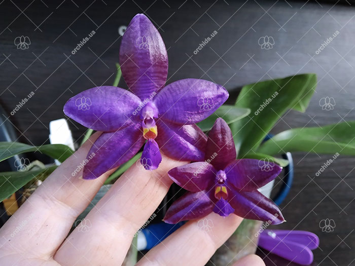 Phalaenopsis (YangYang Blueberry x lueddemannian fma coerulea).jpg