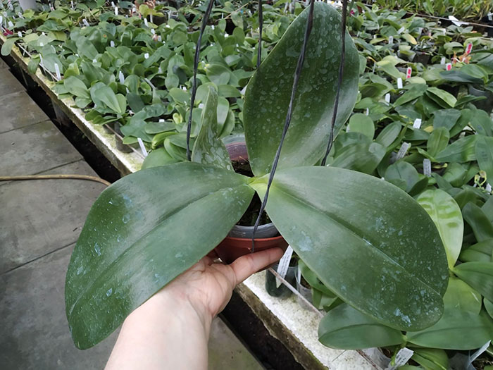 Phalaenopsis Penang x gigantea.jpg
