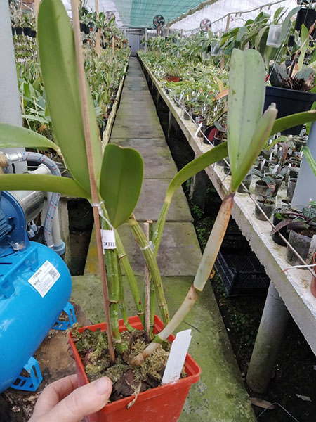 Cattleya lueddemanniana tipo (Clarines x Maruja) x pincelada.jpg