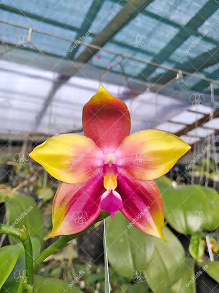 Phalaenopsis Mituo Princess 'Black Beauty' x (speciosa x Mituo Prince) 'Taro purple'.jpg