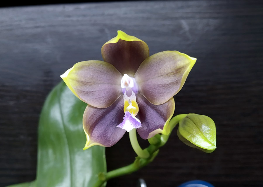 Phalaenopsis Mituo Princess 'Black Beauty' x (speciosa x Mituo Prince) 'Taro purple'.jpg