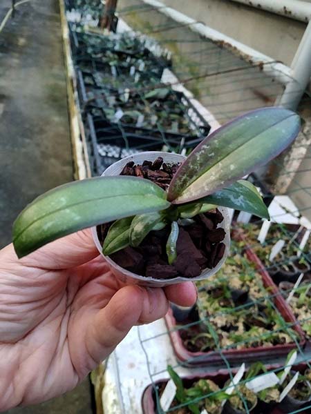 Phalaenopsis stuartiana yellow strain.jpg