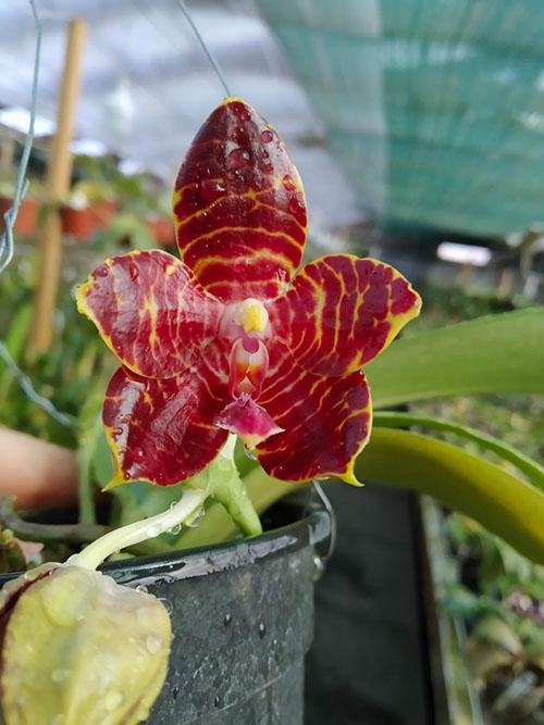 Phalaenopsis Joey 'Yu Fu' x Kung's Red Cherry 'Jon'.jpg