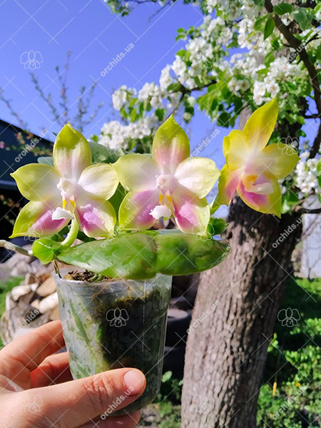 Phalaenopsis Mituo Reflex Dragon 'Lilac'.jpg