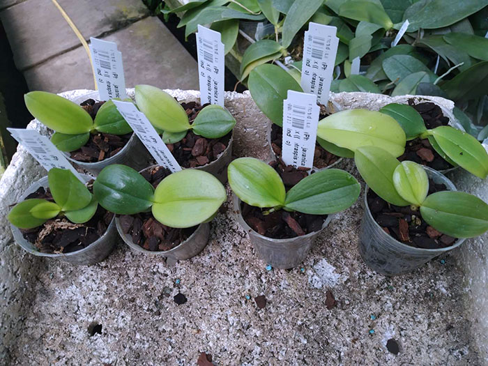 (Phalaenopsis javanica x Ld's Bear Queen) x (( tetraspis x speciosa) x violacea indigo).jpg