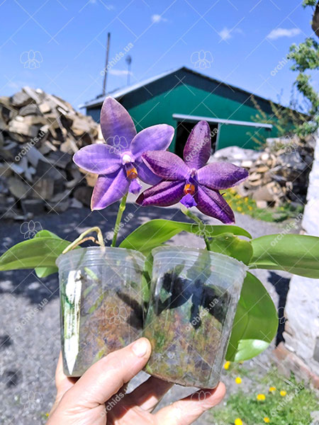 Phalaenopsis (YangYang Blue Angel x lueddemanniana coerulea).jpg