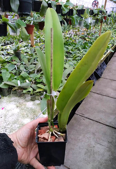 Cattleya warscewiczii BV.jpg