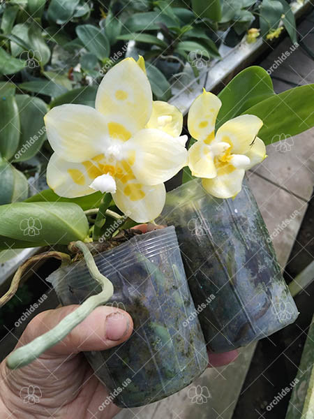 Phalaenopsis Yaphon Gelacea 'Peter 3'.jpg