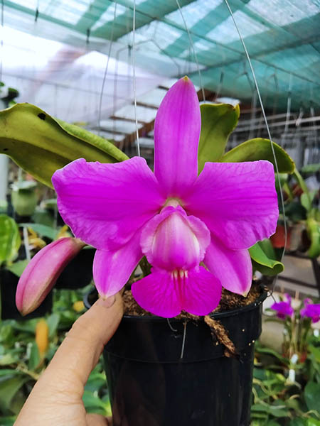 Cattleya walkeriana tipo 'Dayane Wenzel' x '2001'.jpg