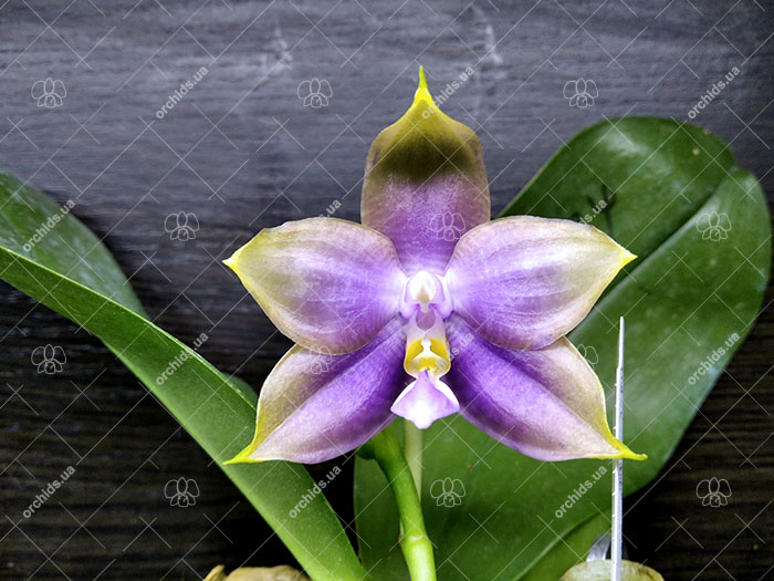 Phalaenopsis Mituo Princess 'Black Beauty' x Mituo Golden Tiger 'Green Tiger'.jpg