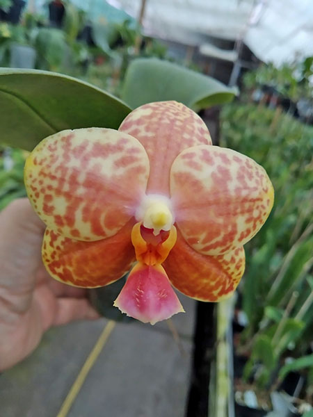 Phalaenopsis Joy Fortune Diamond x Joy х Spring Canary 'Green Lotus'.jpg