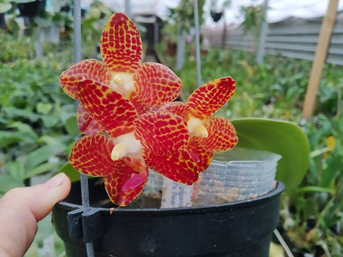 Phalaenopsis gigantea 'MS' x (Ld's Bear King x javanica) Red.jpg