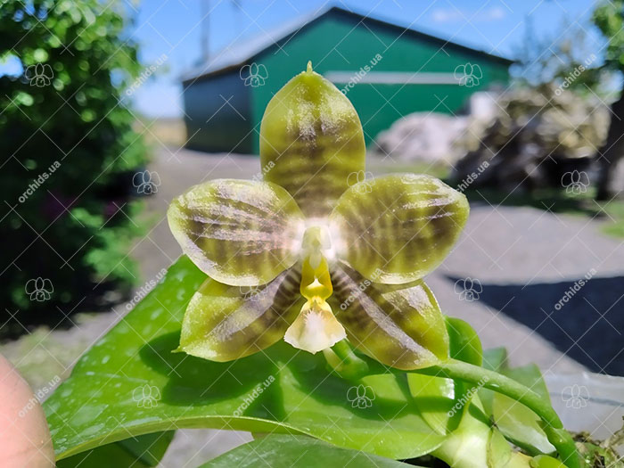 Phalaenopsis Tzu Chiang Tetralitz x Mituo Reflex Dragon.jpg