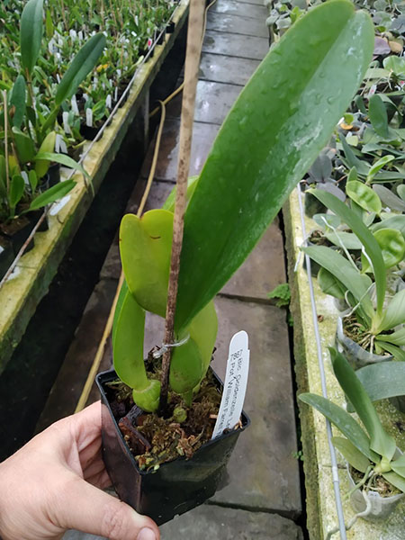 Brassolaeliocattleya Goldenzelle 'Lemon Chiffon'  x Potinara William Farrell 'Native Son' 3421.jpg