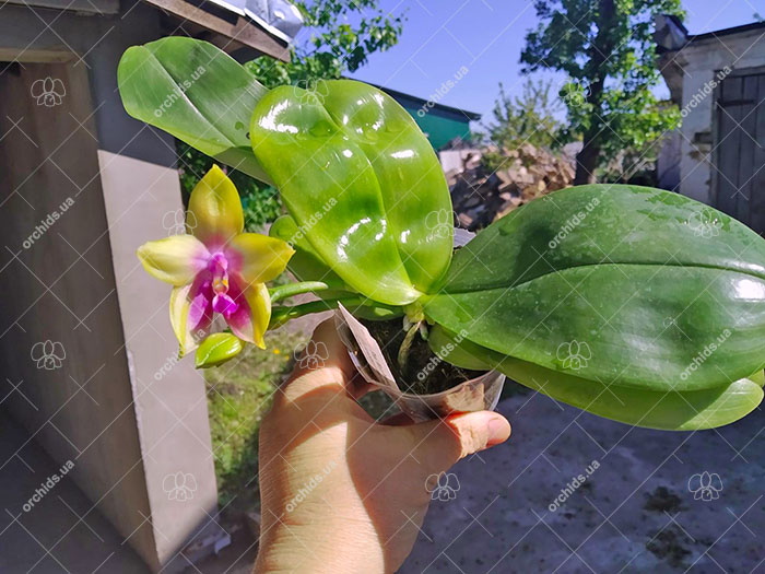 Phalaenopsis Mituo Princess 'Black Beauty' x (speciosa x Mituo Prince) 'Taro purple'.jpg